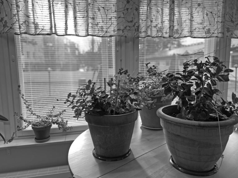 Valkon hoitokoti IMG 2400 BW