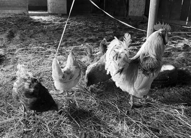 Kesäkanat ilahduttavat Valko Kartanolla.